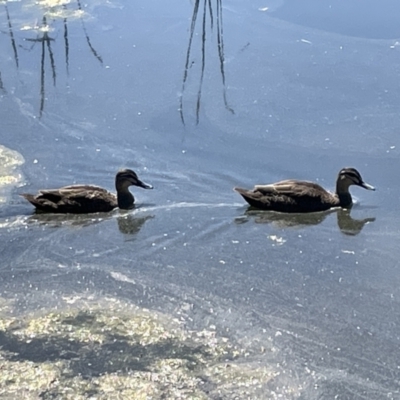 Anas superciliosa (Pacific Black Duck) at Casey, ACT - 14 Jan 2023 by Hejor1