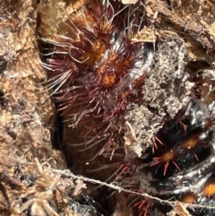 Chelepteryx collesi at Casey, ACT - 14 Jan 2023