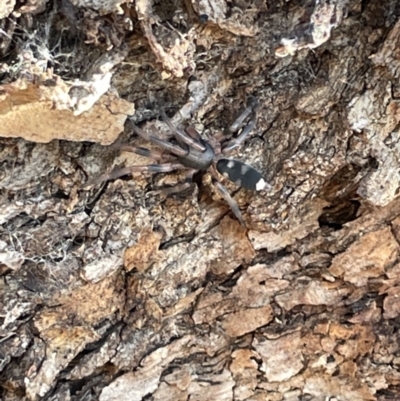 Lampona cylindrata (White-tailed Spider) at Casey, ACT - 14 Jan 2023 by Hejor1