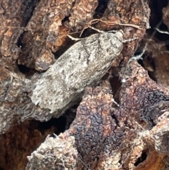 Philobota philostaura (A Concealer moth (Philobota group)) at Casey, ACT - 14 Jan 2023 by Hejor1