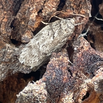 Philobota philostaura (A Concealer moth (Philobota group)) at Casey, ACT - 14 Jan 2023 by Hejor1