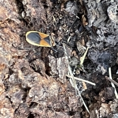 Dindymus versicolor (Harlequin Bug) at Casey, ACT - 14 Jan 2023 by Hejor1