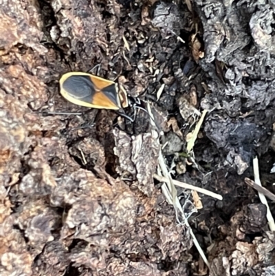 Dindymus versicolor (Harlequin Bug) at Casey, ACT - 14 Jan 2023 by Hejor1