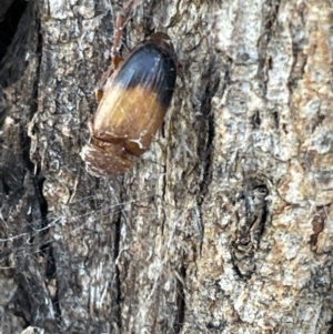 Phyllotocus macleayi at Casey, ACT - 14 Jan 2023 06:35 PM