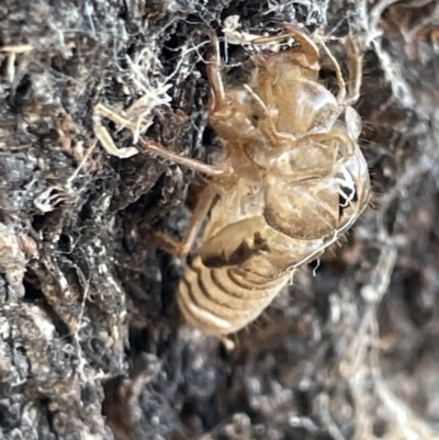 Cicadettini sp. (tribe) (Cicada) at Casey, ACT - 14 Jan 2023 by Hejor1