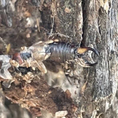 Forficula auricularia (European Earwig) at Casey, ACT - 14 Jan 2023 by Hejor1