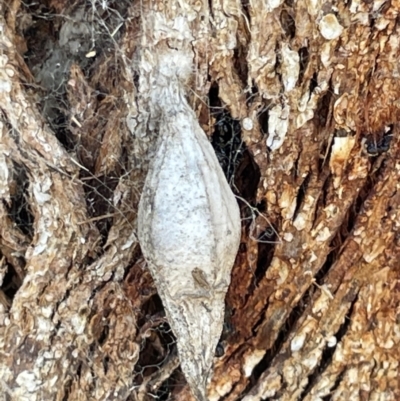 Hyalarcta nigrescens (Ribbed Case Moth) at Casey, ACT - 14 Jan 2023 by Hejor1