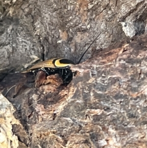 Ellipsidion australe at Casey, ACT - 14 Jan 2023