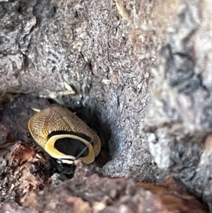 Ellipsidion australe at Casey, ACT - 14 Jan 2023