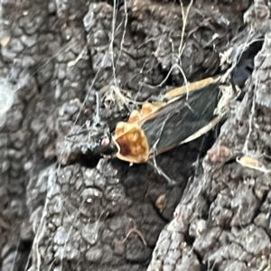 Aradidae sp. (family) at Casey, ACT - 14 Jan 2023