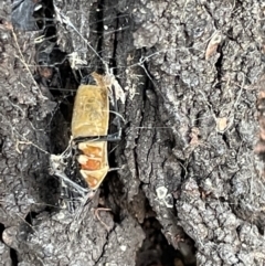 Aradidae sp. (family) at Casey, ACT - 14 Jan 2023