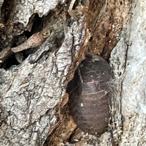 Laxta granicollis at Casey, ACT - 14 Jan 2023