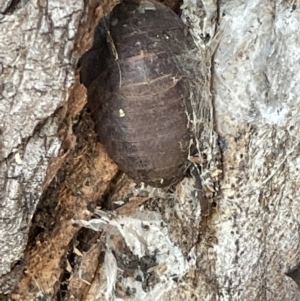 Laxta granicollis at Casey, ACT - 14 Jan 2023 07:09 PM