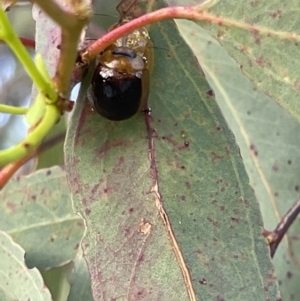 Paropsisterna cloelia at Casey, ACT - 14 Jan 2023 07:25 PM