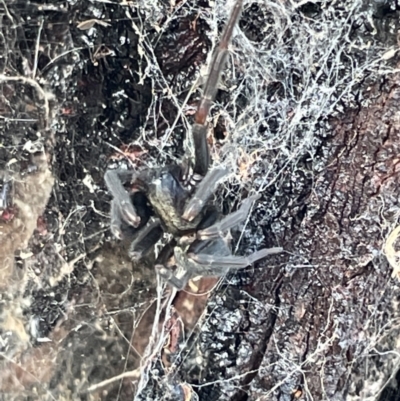 Badumna sp. (genus) (Lattice-web spider) at Casey, ACT - 14 Jan 2023 by Hejor1