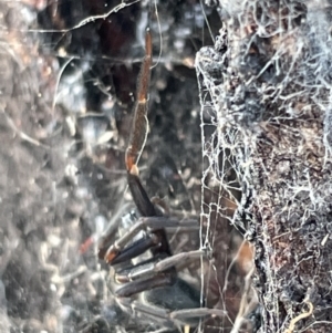 Badumna sp. (genus) at Casey, ACT - 14 Jan 2023