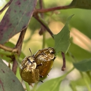 Paropsisterna cloelia at Casey, ACT - 14 Jan 2023 07:20 PM