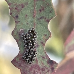 Oechalia schellenbergii at Casey, ACT - 14 Jan 2023