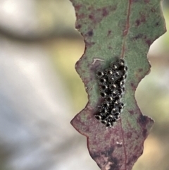 Oechalia schellenbergii at Casey, ACT - 14 Jan 2023