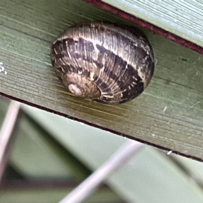 Cornu aspersum (Common Garden Snail) at Casey, ACT - 14 Jan 2023 by Hejor1