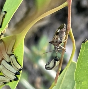 Oechalia schellenbergii at Casey, ACT - 14 Jan 2023