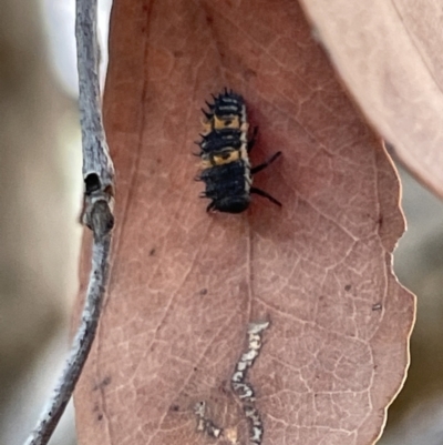 Harmonia conformis (Common Spotted Ladybird) at Casey, ACT - 14 Jan 2023 by Hejor1