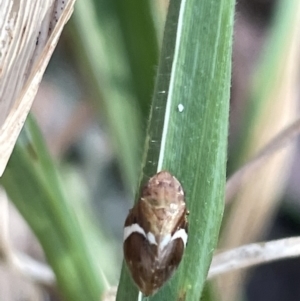 Bathyllus albicinctus at Casey, ACT - 15 Jan 2023