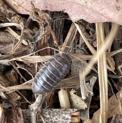 Armadillidium vulgare (Slater bug, woodlouse, pill bug, roley poley) at Casey, ACT - 15 Jan 2023 by Hejor1