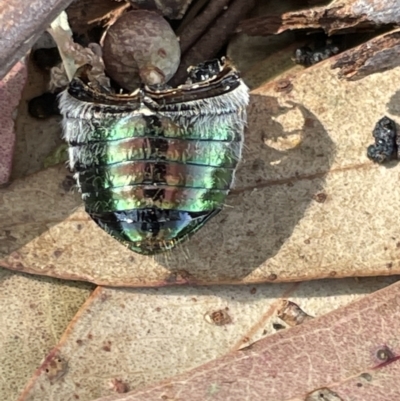 Anoplognathus sp. (genus) (Unidentified Christmas beetle) at Casey, ACT - 14 Jan 2023 by Hejor1