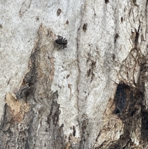 Servaea sp. (genus) at Casey, ACT - 15 Jan 2023