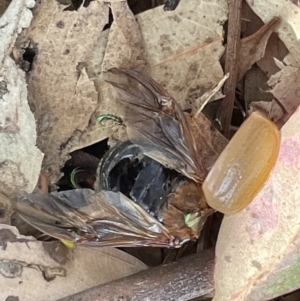 Anoplognathus sp. (genus) at Casey, ACT - 15 Jan 2023