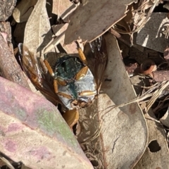 Anoplognathus sp. (genus) at Casey, ACT - 15 Jan 2023