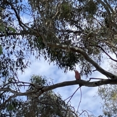 Eolophus roseicapilla (Galah) at Casey, ACT - 14 Jan 2023 by Hejor1