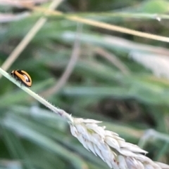 Micraspis frenata (Striped Ladybird) at Casey, ACT - 14 Jan 2023 by Hejor1