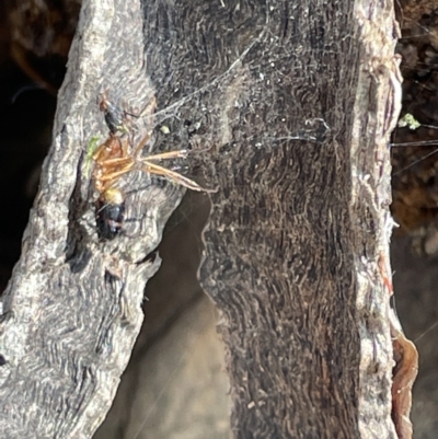 Camponotus consobrinus (Banded sugar ant) at Casey, ACT - 14 Jan 2023 by Hejor1