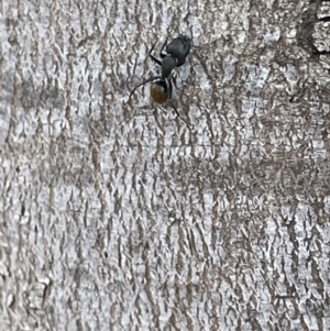 Camponotus aeneopilosus at Casey, ACT - 15 Jan 2023