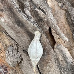 Hyalarcta nigrescens (Ribbed Case Moth) at Casey, ACT - 14 Jan 2023 by Hejor1