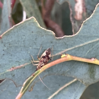 Miridae (family) at Casey, ACT - 14 Jan 2023 by Hejor1