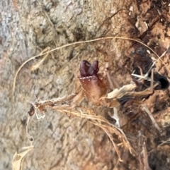Araneae (order) (Unidentified spider) at Casey, ACT - 14 Jan 2023 by Hejor1
