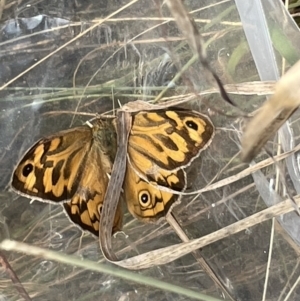 Heteronympha merope at Nicholls, ACT - 15 Jan 2023 12:19 PM