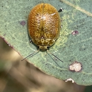 Paropsisterna cloelia at Nicholls, ACT - 15 Jan 2023 12:21 PM