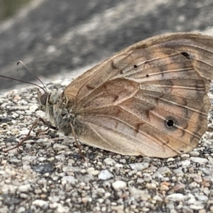 Heteronympha merope at Campbell, ACT - 15 Jan 2023 06:30 PM