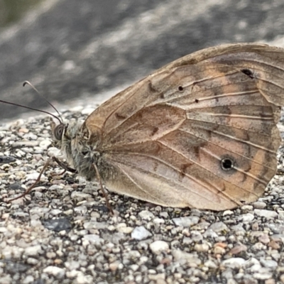 Heteronympha merope (Common Brown Butterfly) at Campbell, ACT - 15 Jan 2023 by Hejor1