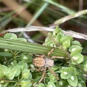 Salsa fuliginata at Campbell, ACT - 15 Jan 2023 06:31 PM