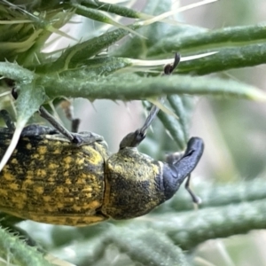 Larinus latus at Campbell, ACT - 15 Jan 2023 06:36 PM