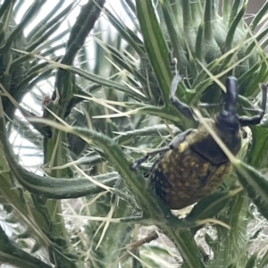 Larinus latus at Campbell, ACT - 15 Jan 2023 06:36 PM