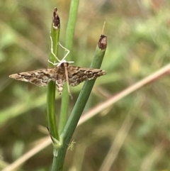 Nacoleia rhoeoalis (Spilomelinae) at Ainslie, ACT - 15 Jan 2023 by Hejor1