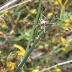 Nacoleia rhoeoalis at Ainslie, ACT - 15 Jan 2023