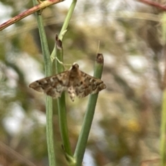 Nacoleia rhoeoalis at Ainslie, ACT - 15 Jan 2023