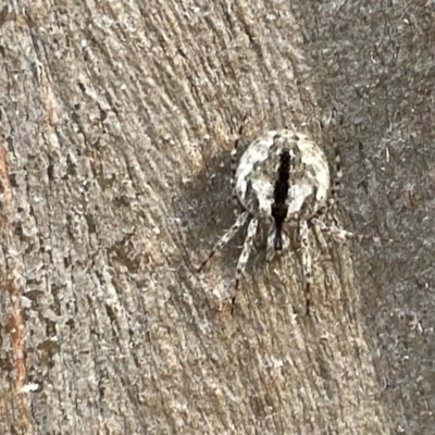 Cryptachaea veruculata at Campbell, ACT - 15 Jan 2023 by Hejor1